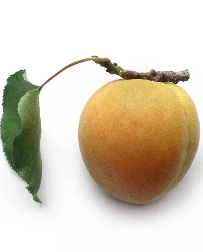 Apricot Extract - Water Soluble