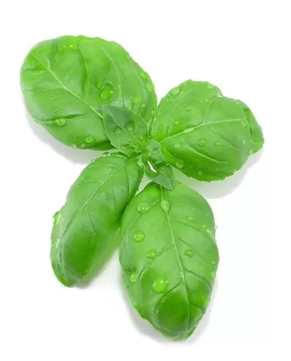 Basil Extract - Oil Soluble