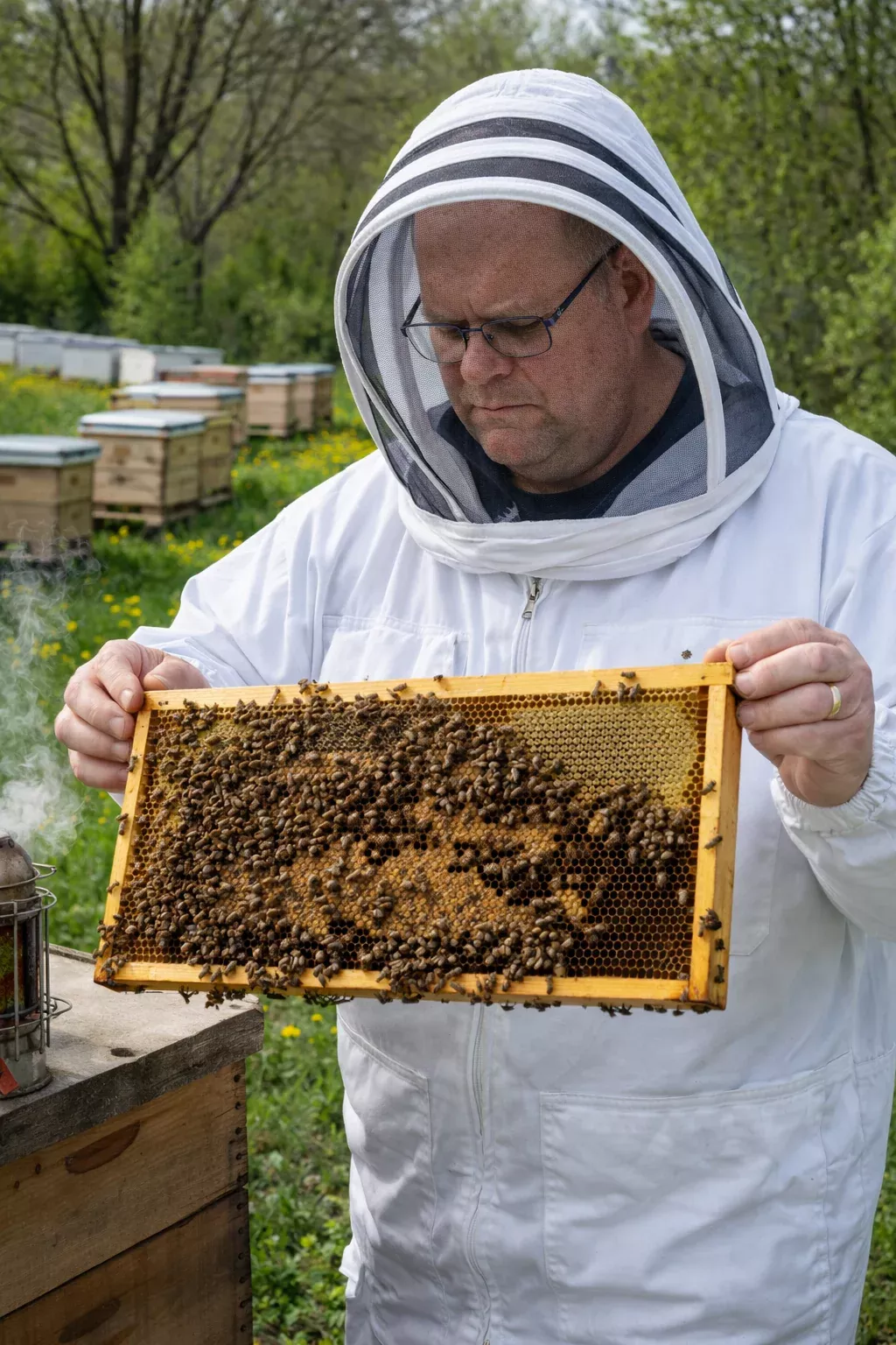 Bee Great Intermediate Beekeeping Guide Practical Colony Management & Swarm Control