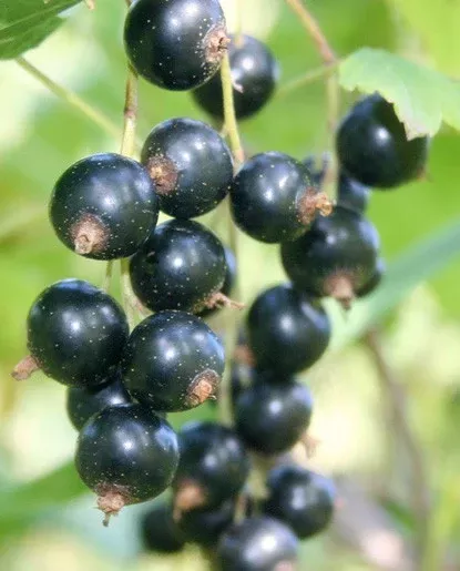 Black Currant Extract - Water Soluble