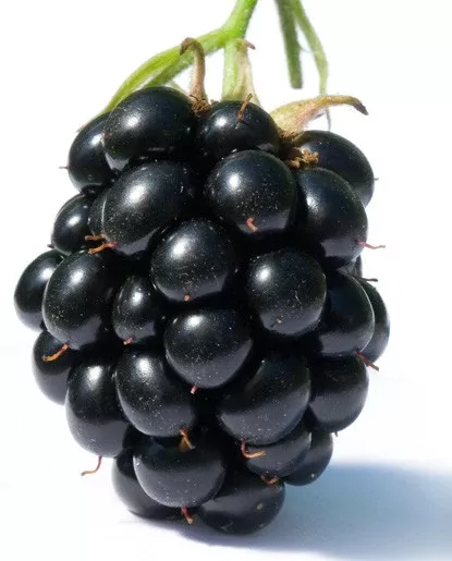 Blackberry Extract - Water Soluble