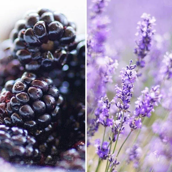 Blackberry Lavender Flavor - Water Soluble