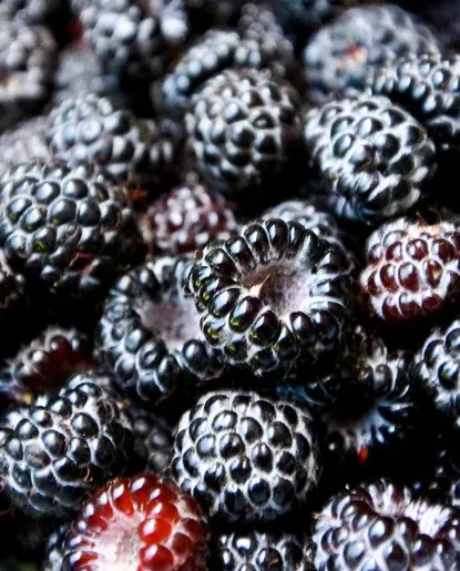 Boysenberry Extract - Water Soluble