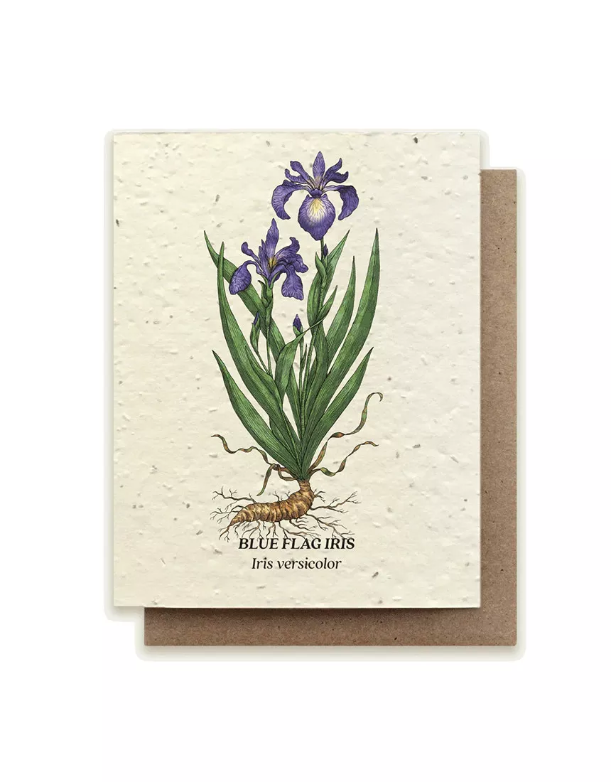 Echinacea Flower Plantable Card