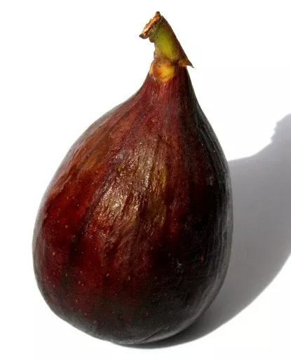 Fig Extract - Water Soluble