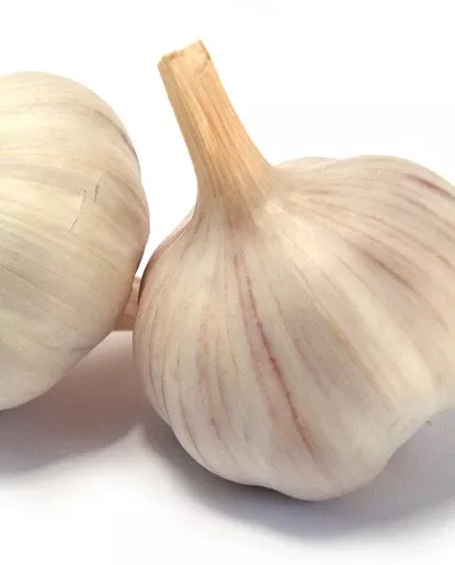 Garlic Extract - Oil Soluble