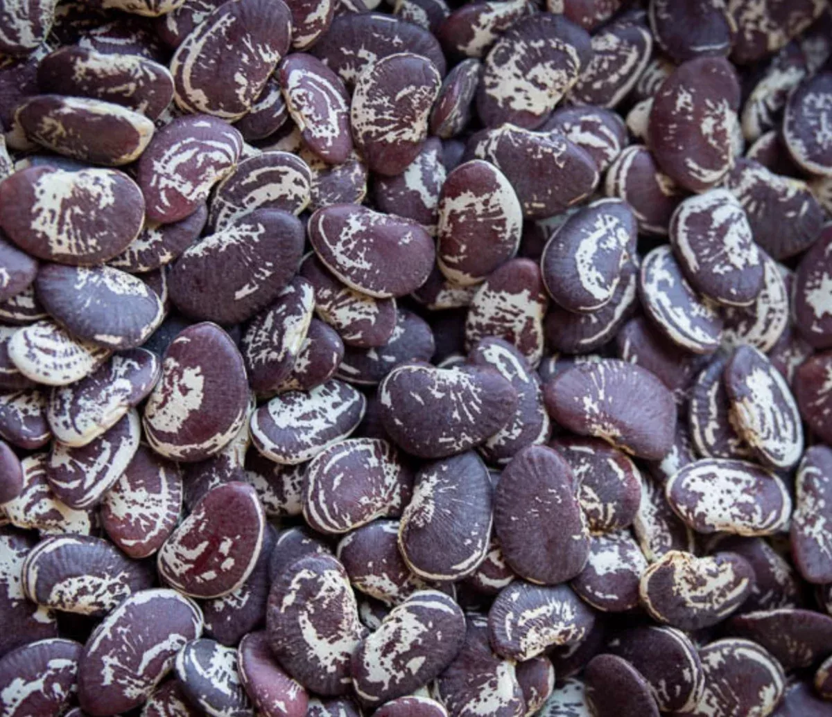 Heirloom Christmas Lima Beans (USA) Dried - Pack