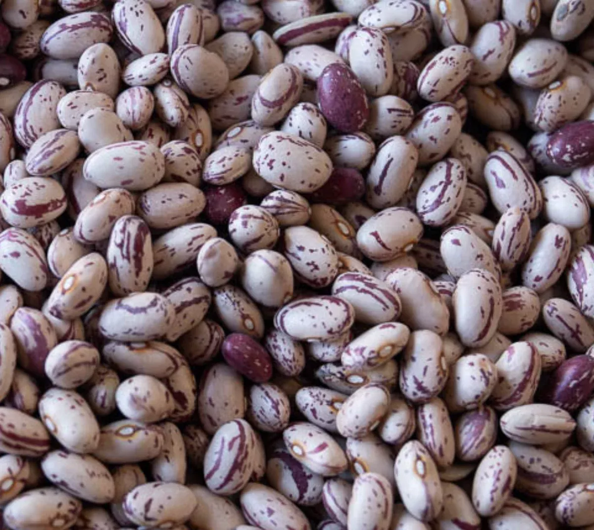 Heirloom Cranberry Beans (USA) Dried - Pack