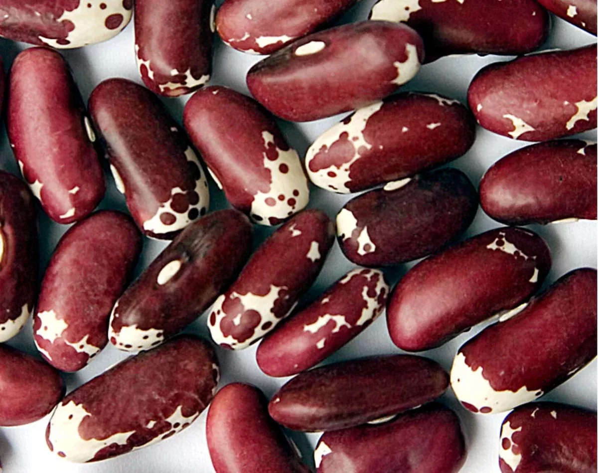 Heirloom Trout aka Jacobs Cattle Beans (Idaho) Dried - Bag