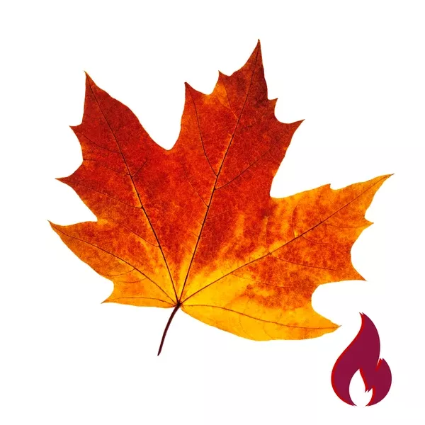 Maple, Spicy Extract - WaterSoluble