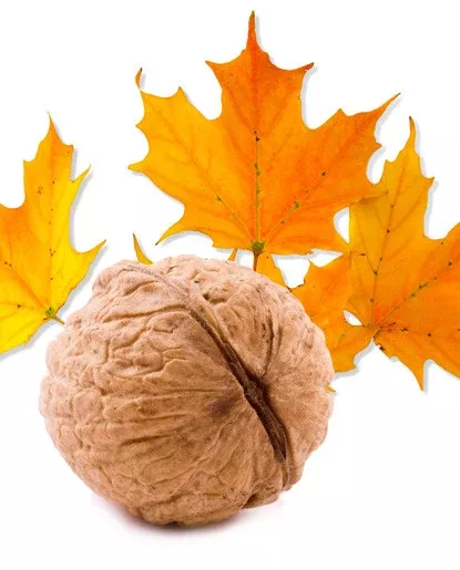 Maple Walnut Extract - WaterSoluble