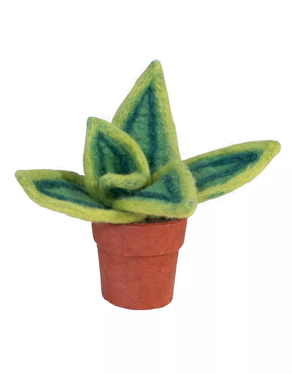 Mini Cotton Prickly Pear Cactus Plant