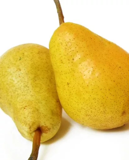 Pear Extract - WaterSoluble