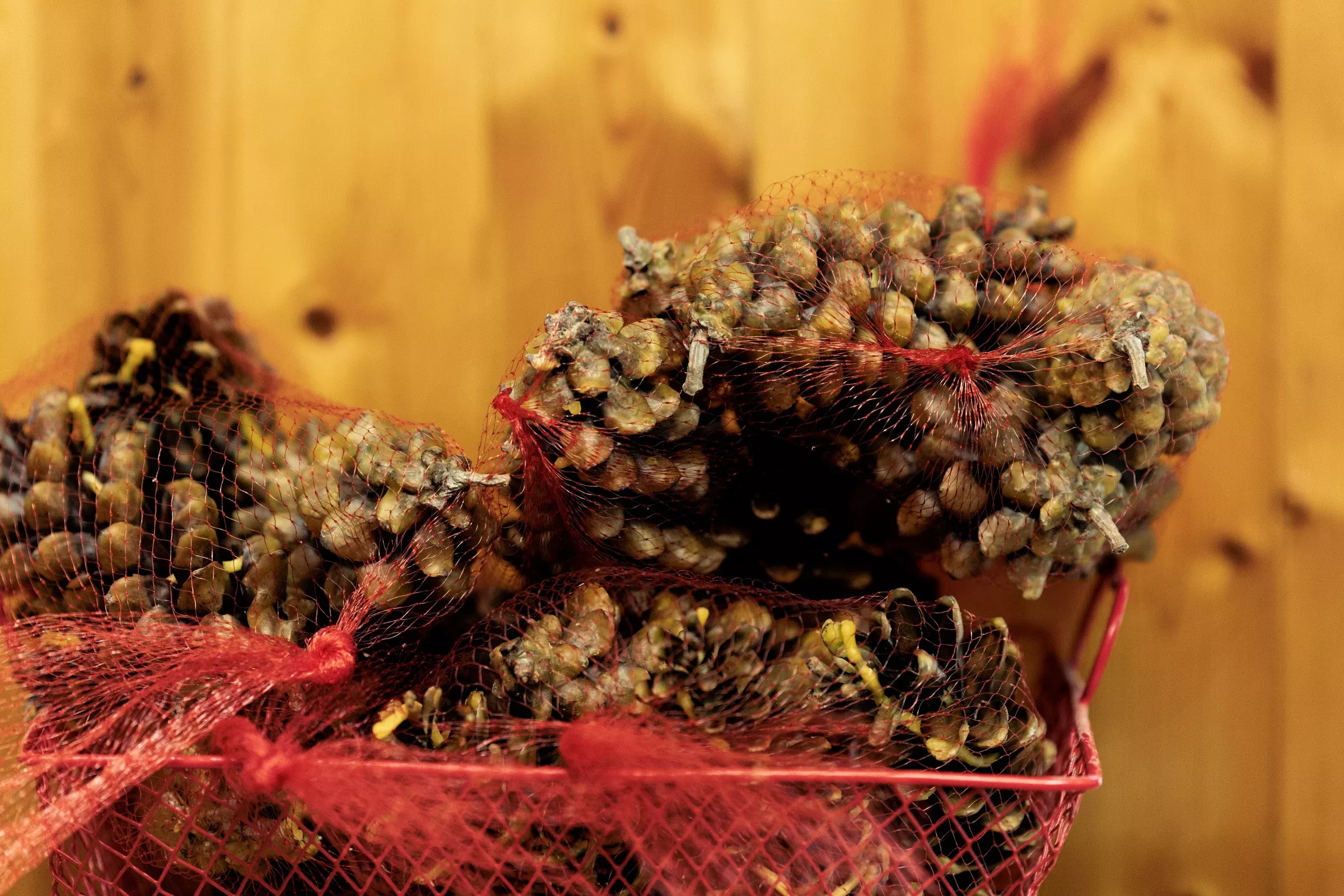Pine Cone Fire Starters