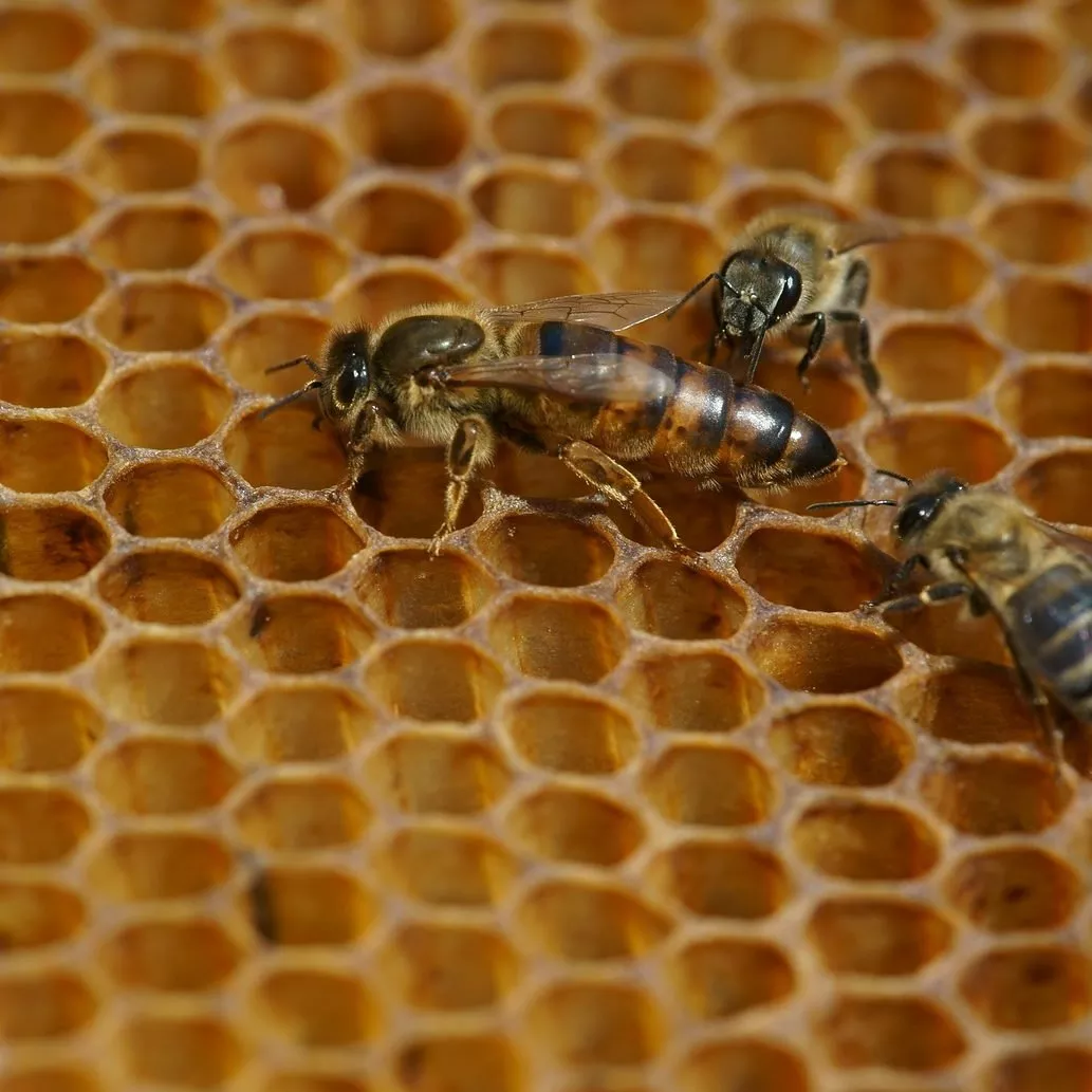Queen Bee