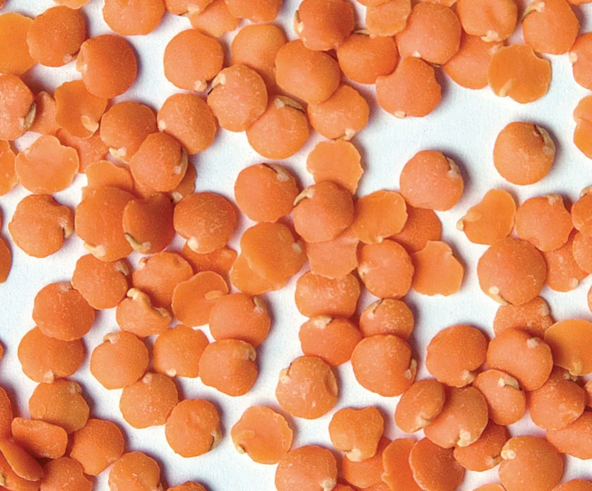 Red Chief Lentils (USA) Dried - Bag
