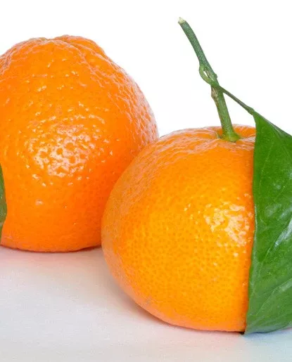 Tangerine Flavor - Oil Soluble