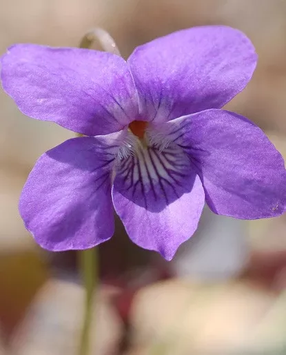 Violet Extract - Water Soluble