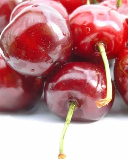 Wild Cherry Extract - Water Soluble